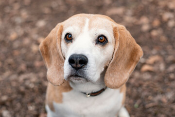 Beagle Hund Outdoor