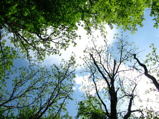 View of the blue cloudy sky and the green treetops from the bottom up