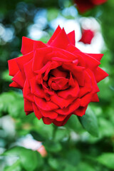 A large beautiful red rose close-up in the garden on a sunny summer day. Summer floral background. Wallpaper or postcard.