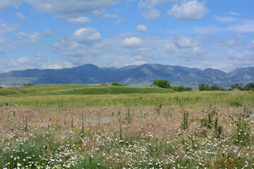 Early summer Colorado landscape with meadow full of field bindweed and wild grasses looking west towards the Rocky Mountains on a day with clouds and blue sky - obrazy, fototapety, plakaty