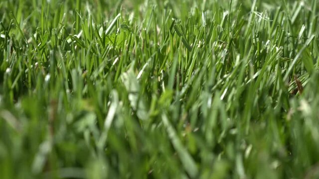 Green grass close up. Mowed lawn, clearing or lawn. Natural herbal background