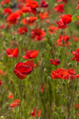 Naklejka premium red poppies among the green grass in the summer