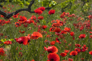 Fototapeta na wymiar red poppies among the green grass in the summer