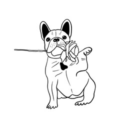 Small french bulldog puppy holding a rose in his mouth