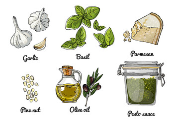 Vector food icons of vegetables. Colored sketch of food products. Pesto sauce recipe. Basil, Parmesan cheese, garlic, olive oil, Pine nuts