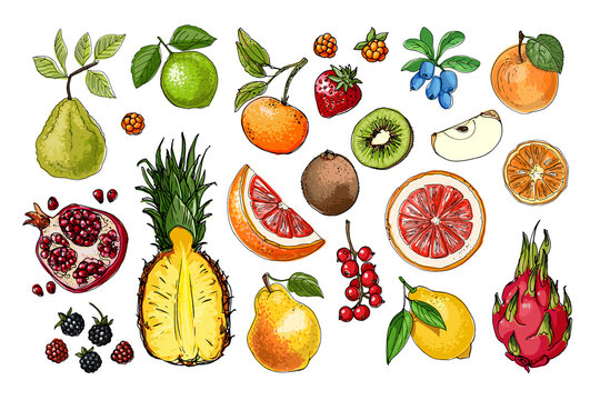 Fruits and berries food vector. Color sketch of products. Decor for kitchen and restaurant. Farm vegetables and herbs.