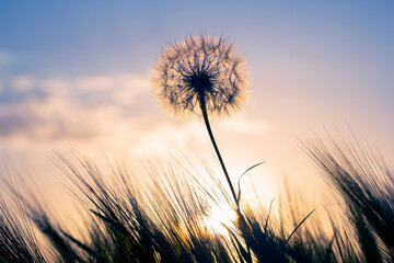 Fototapeta na wymiar Dandelion among the grass against the sunset sky. Nature and botany of flowers