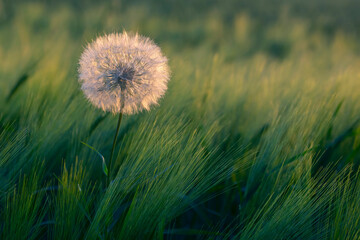 Fototapeta na wymiar dandelion on a background of green grass. Nature and floral botany