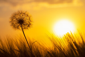 Plakat dandelion on the background of the setting sun. Nature and floral botany