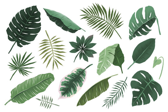 Tropical leaves collection, monstera plant branch and fan palm leaf, various hand drawn exotic foliage illustration, trendy tropic greenery, isolated vector objects, detailed boho drawing
