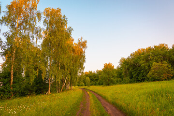 Naklejka premium Forest road, forest and glade.