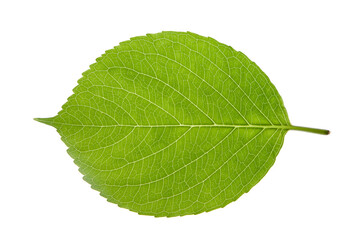 Fototapeta na wymiar Top shot of green leaf on white background