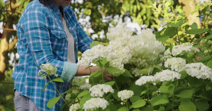 Woman gardener with garden shears cutting a bouquet of white hydrangea flowers
