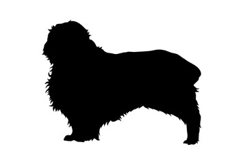 Clumber Spaniel dog silhouette, Vector illustration silhouette of a dog on a white background.	