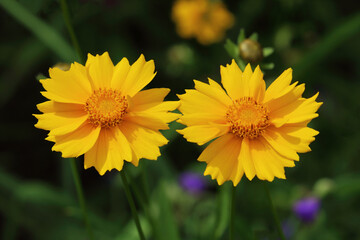 yellow flowers for a postcard close-up copy space