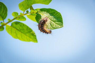 Gypsy moth caterpillar on potato leaves.