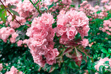 The pink  flowers