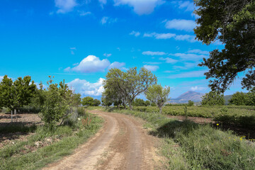 Fototapeta na wymiar トルコウスパルタのバラ園の農道