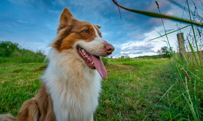young australian shepherd dog on a meadow