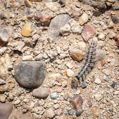 A gypsy moth caterpillar on a concrete floor.