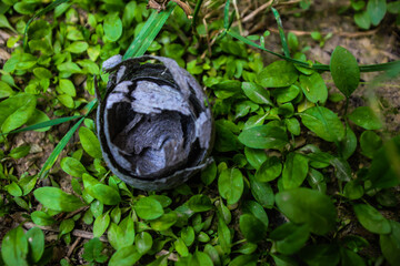 An empty hornet's nest on the grass. Gray paper insects texture. Close-up. Macro.