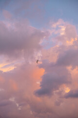 Bird on fiery sunset clouds