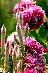 Burgundy Summer Flowers in the Botanic Gardens