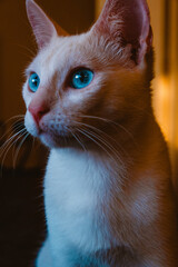 Blue eyes white cat in home