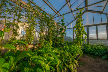 greenhouse with plant inside - agricultural  photo