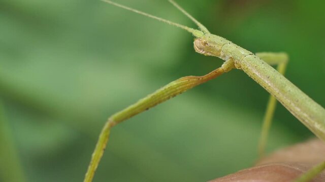 Stick insect Medauroidea extradentata, family Phasmatidae. Disguises itself as a branch