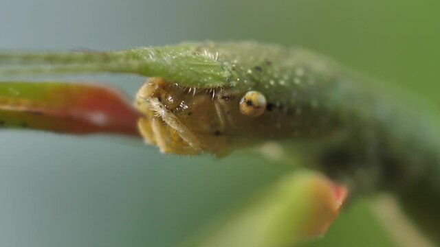 Stick insect Medauroidea extradentata, family Phasmatidae. Disguises itself as a branch
