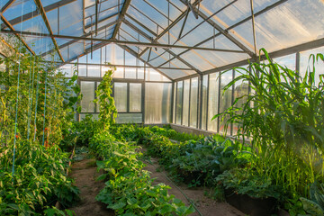 greenhouse with plant  like tomatoes, cucumbers, corn and others inside - agricultural  photo