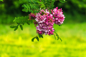 Branch of pink acacia during the summer flowering period. Medicinal plant. Summer background