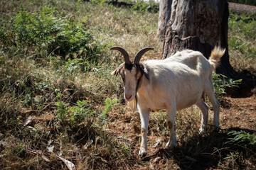 One white and brown capra aegagrus hircus or domestic goat standing in a rural field