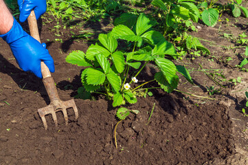The farmer rakes the soil around the young strawberries. Close-up of the hands in gloves of an agronomist while tending a vegetable garden