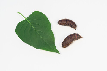 Gypsy moth butterfly (caterpillar) pupae.