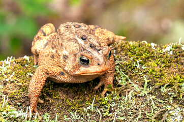 Toad in a natural setting (Bufo sp.).