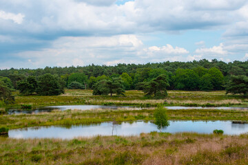 Beautiful dutch landscape with lake in the summer. Maasduinen - a picturesque place in Noord Limburg, Netherlands