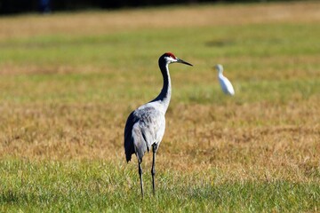 grey crowned crane