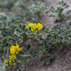A plant with yellow flowers that grows on sand dunes.