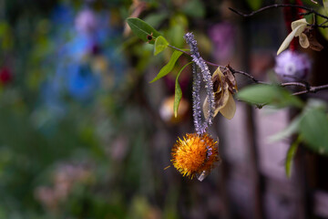 Orange DIY kid shiny ball decoration hanging on a garden plant, colorful bokeh background