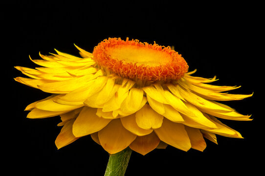 Strohblume