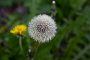 Useful plant (Taraxacum), which turns into a fluffy ball of seeds. Behind him can be seen in its first phase, when it blooms with small yellow petals