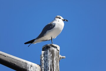 seagull on a post