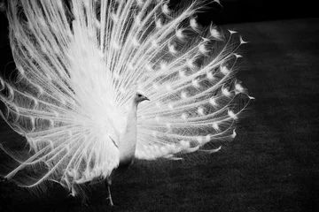Stof per meter white peacock feathers on black background © Alexandra