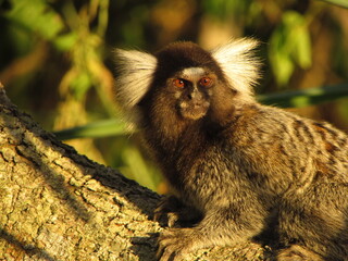 long tailed macaque