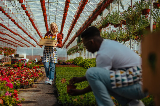 Two diverse coworkers planting flowers in greenhouse