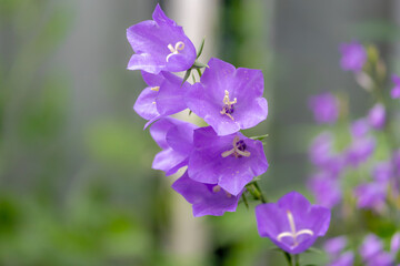 Fototapeta premium Selective focus of blue flower Campanula persicifolia, The peach-leaved bellflower is a flowering plant species in the family Campanulaceae, It is an herbaceous perennial, Nature floral background.