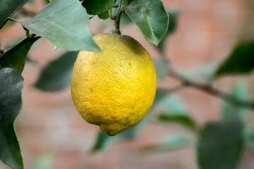 Limones en la rama del árbol