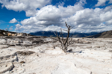 Obraz premium Mammoth Hot Springs Terraces at Yellowstone National Park, Wyoming
